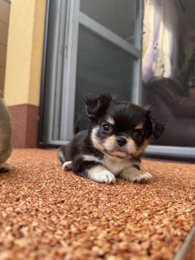 Pies rasowy chihuahua