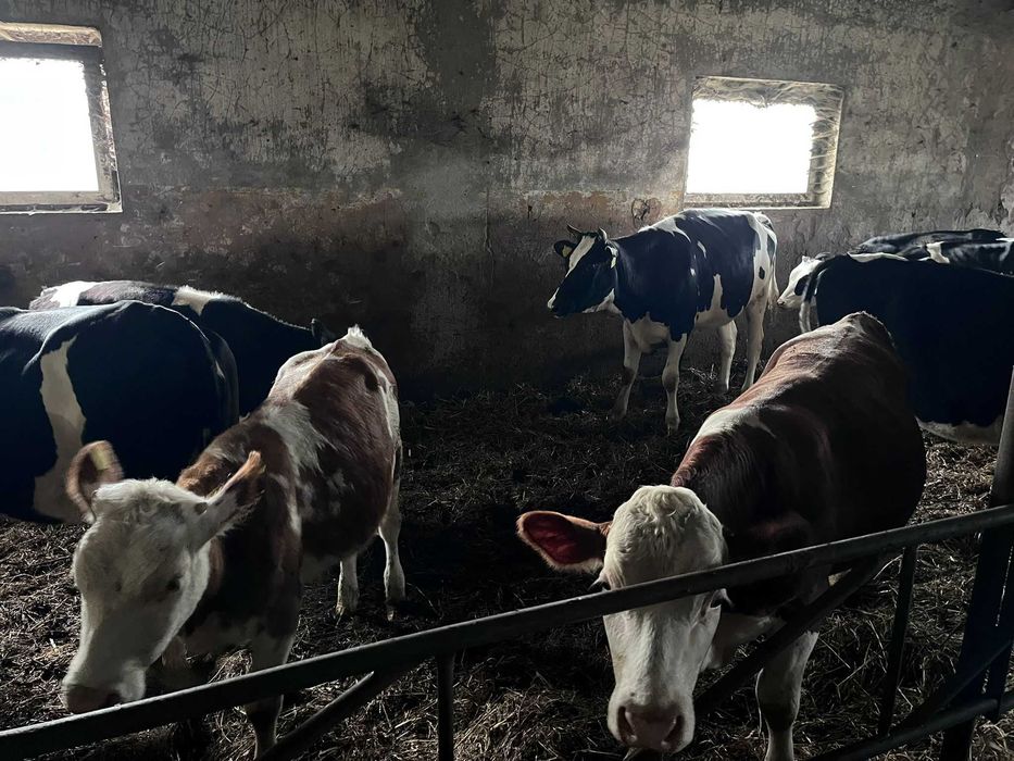 Jałówki z wlasnej hodowli