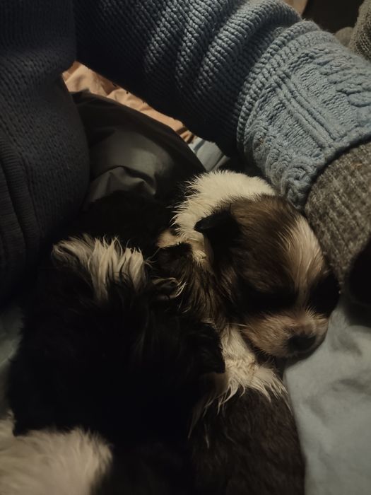 Oddam pieski za darmo