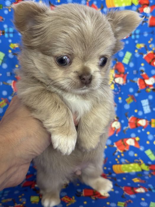 Мальчик чихуахуа дл. ш.