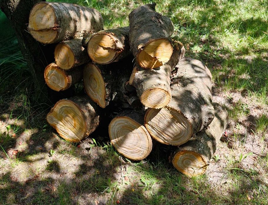 Drewno z marca  2024  CZEREŚNIA