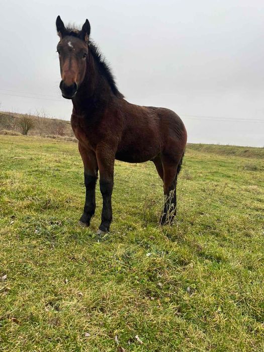 Продається жеребчик