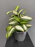 Dracaena Gods Milky way