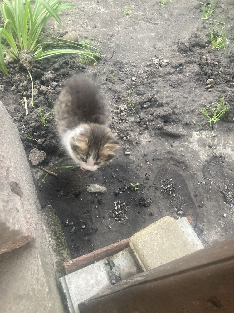 Віддам в добрі руки маленьких, грайливих кошенят. До лотка привчені.