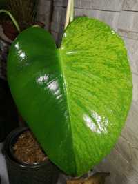 INTERNATIONAL Monstera Mint Marmorata Aurea TRICOLOR! Variegata philod