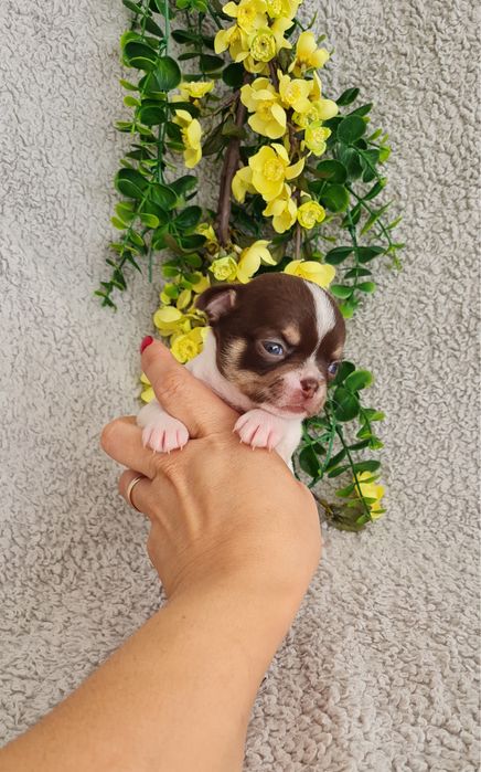 Excecional menina minimini Chihuahua.Chiuaua linhagem Russa, Qualidade