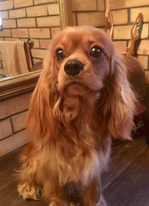 Cavalier King Charles Spaniel FCI, ruby piesek