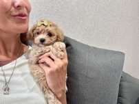 ДОСТАВКА! Ніжна дівчинка мальтіпу ф1, maltipoo F1, доставка