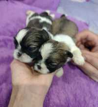 Shih tzu do rezerwacji