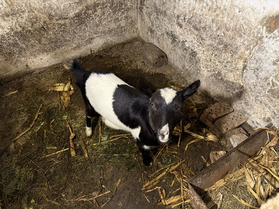 Продам молоду КОЗУ