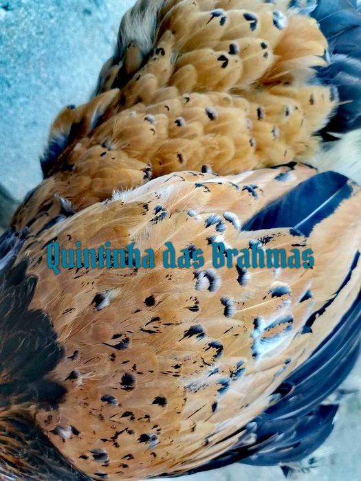 Ovos Brahma Mil flores