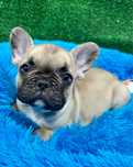 Bulldog francês maravilhoso