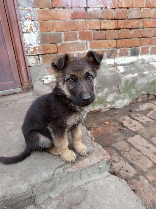 Срочно Продам немецкие овчарки чистокровные