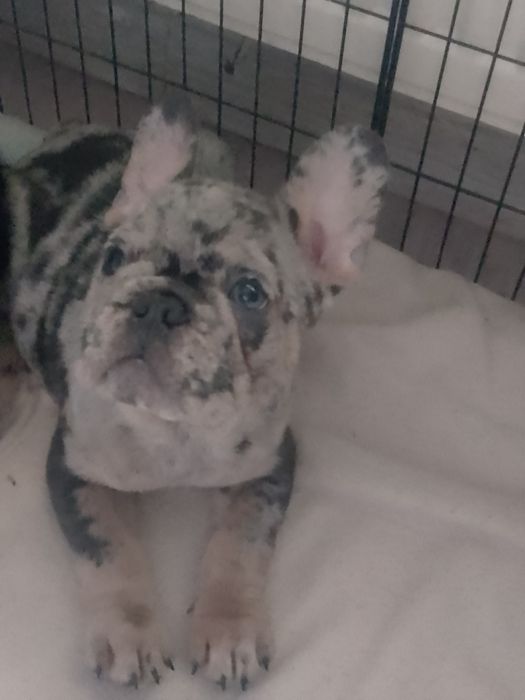 Buldożek francuski.