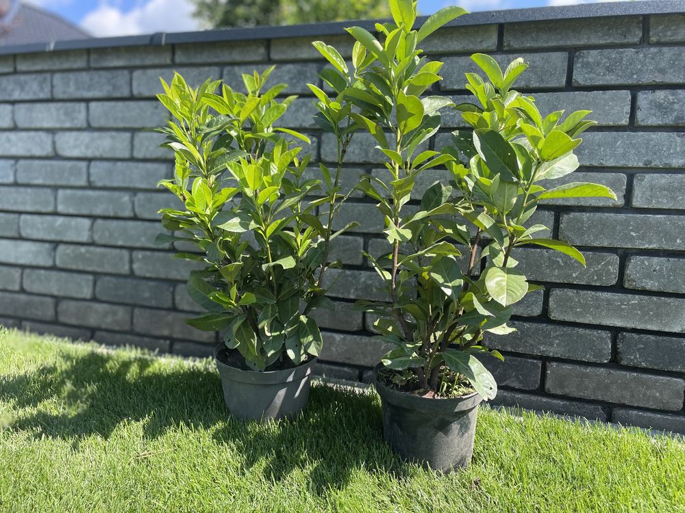 Laurowisnia Rotundifoli,Caucasica,Novita 80-90 żywopłot Thuja,tuja