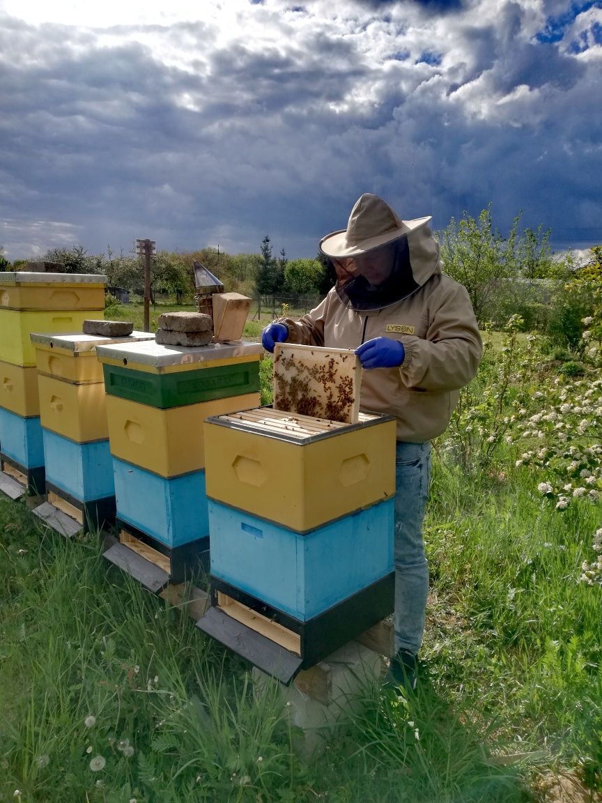 Odkłady pszczele na ramce wielkopolskiej pszczoły miód pyłek