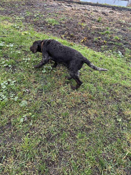 Продам два кобеля