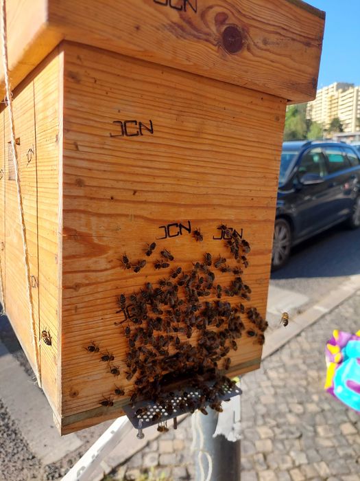 Recolho enxames de Abelhas Appis