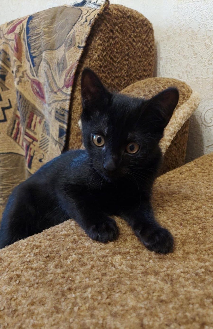 Маленький черный котёнок мальчик ищет дом! Котята! Отдам в хорошие рук