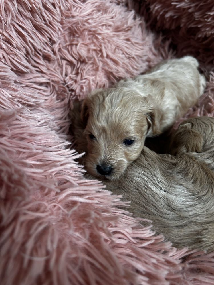 Maltipoo uroczy piesek do rezerwacji