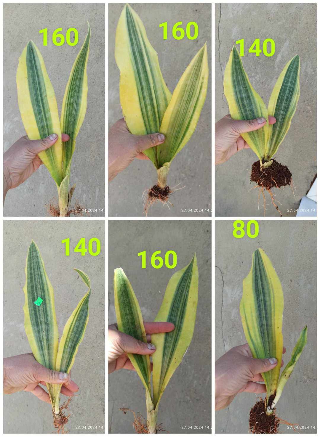 Сансевієрії 8 сортів