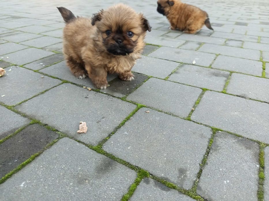 Piesek i suczka pekinczyk