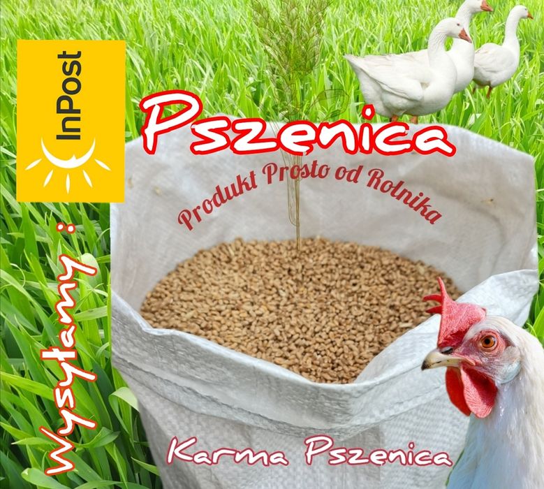 Pszenica Pakowana w worki 25 kg Wysyłka natychmiast Inpost