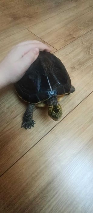 żółw wodno-lądowy