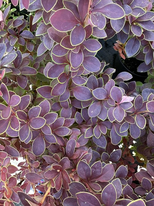 Барбарис декоративний, Лаванда, Гейхера