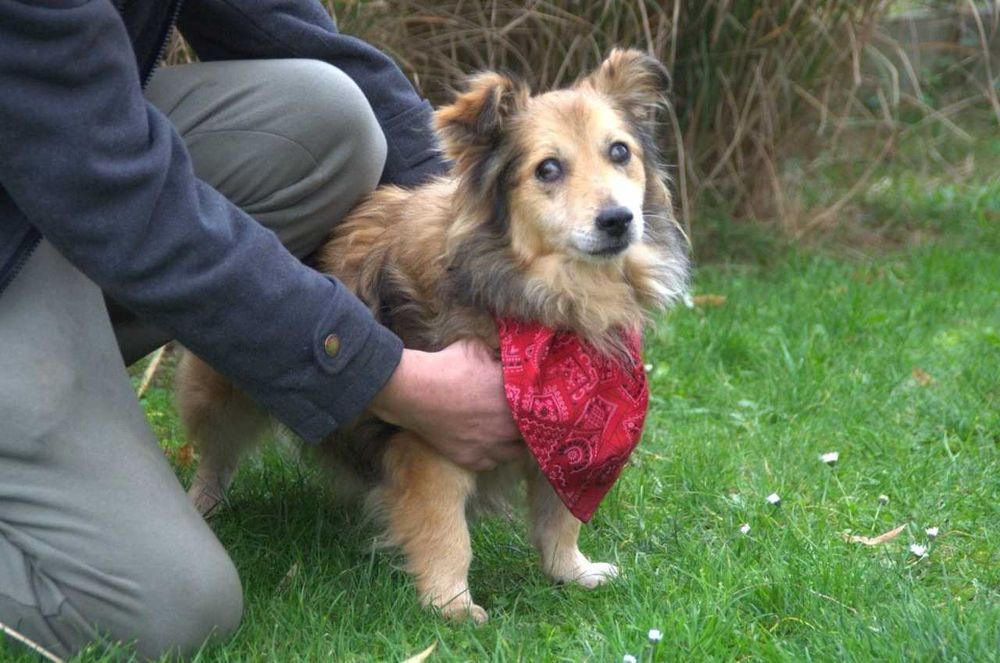 Malutki niewidomy piesek Kapi szuka domu na zawsze!