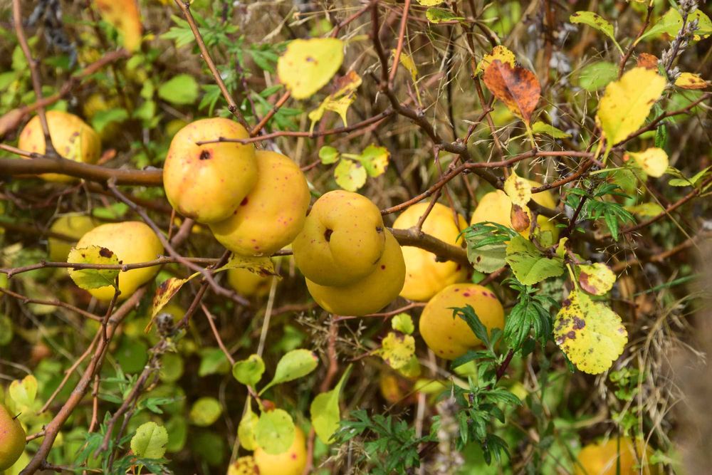 Pigwowiec Japoński owoce Ekologiczne