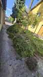 Oddam drewno za darmo