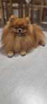 Reproduktor POMERANIAN mini