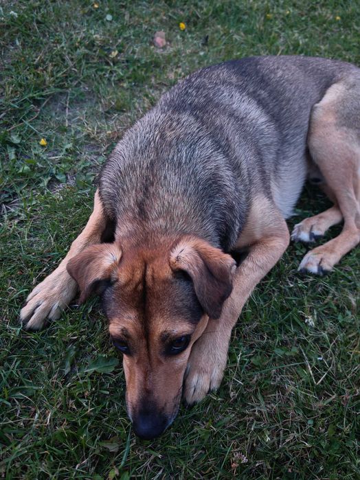 Szukamy domu dla psa