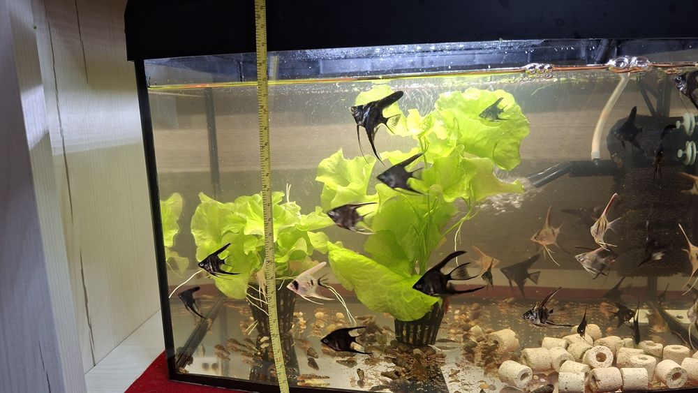 Roślinki lotos moczarka