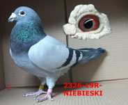 Gołębie pocztowe