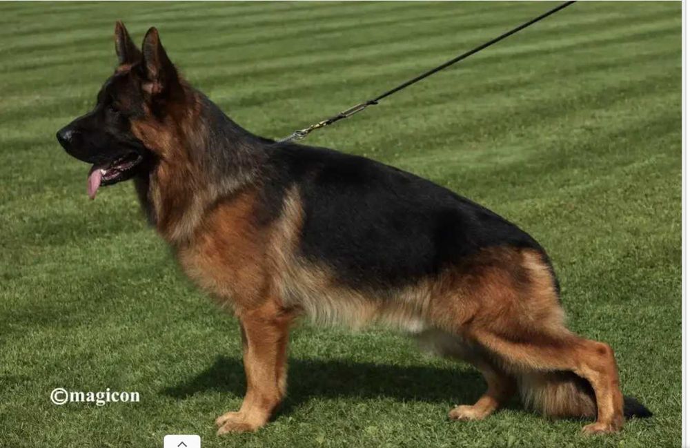 Szczeniak Owczarek Niemiecki Krótkowłosy Piesek FCI