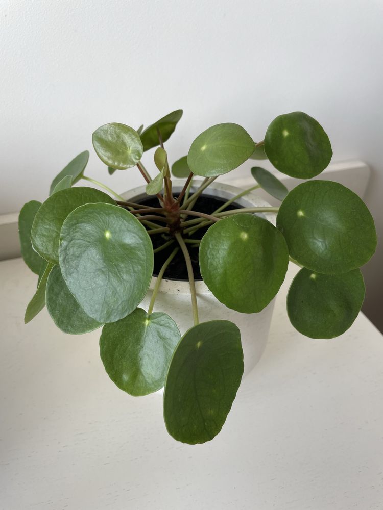 Pilea pieniążek z prywatnej kolekcji 30 cm