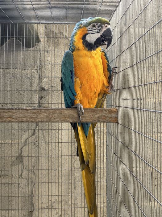 Arara arauna femea reprodutora