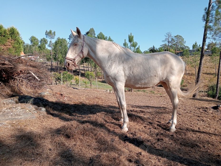 Égua saltos filha lusitanos