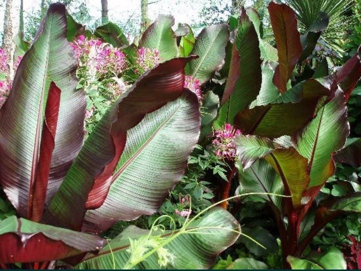 Impressionantes Bananeiras vermelhas XL, Ensete ventricosum maurelli