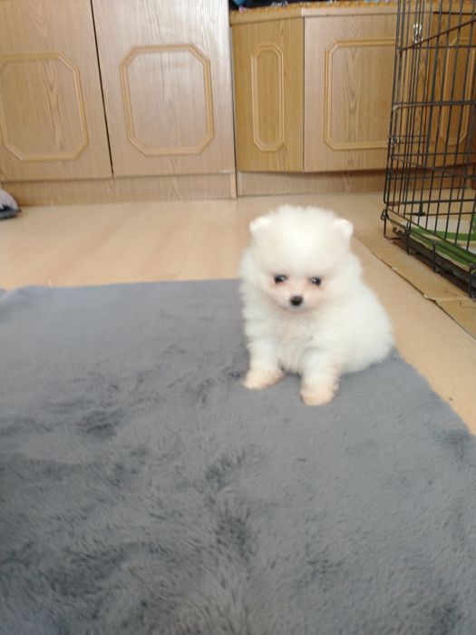 Szpic miniaturowy pomeranian chłopak xxs
