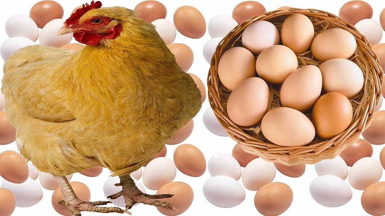 Курячі інкубаційні яйця різних порід