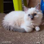 Ragdoll blue mitted FPL Rodowód PL/ CAN legalna hodowla