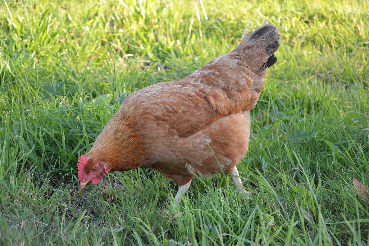 KURY kurki nioski ROSA DOMINANT LEGHORN młode zdrowe Transport