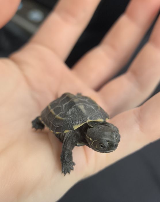 Żółw chiński reevesii