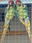 Casal araras militaris