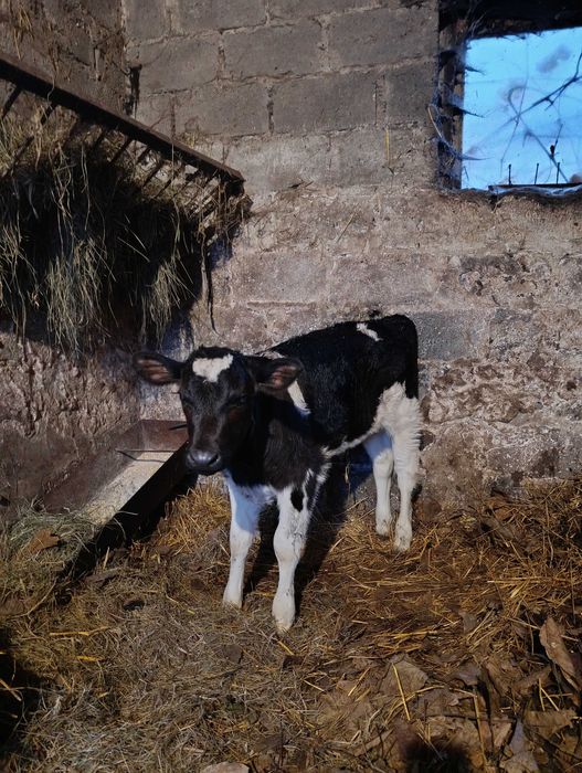 Sprzedam byczka grubej kości