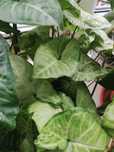 Kwiatek Syngonium-zroslicha agawe sprzedam