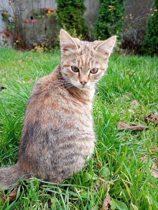 Кошечки в добрые руки